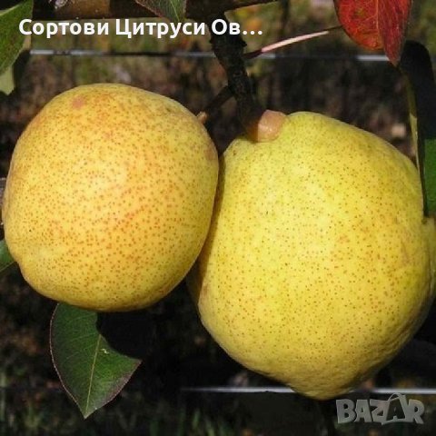 Круша Маргарита Марилат Marguerite Marillat в Градински цветя и ...