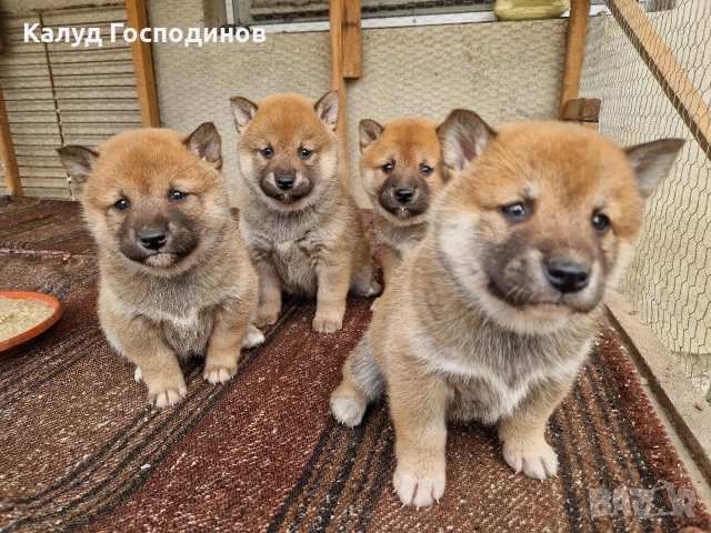 Продавам кученца Шиба Ину