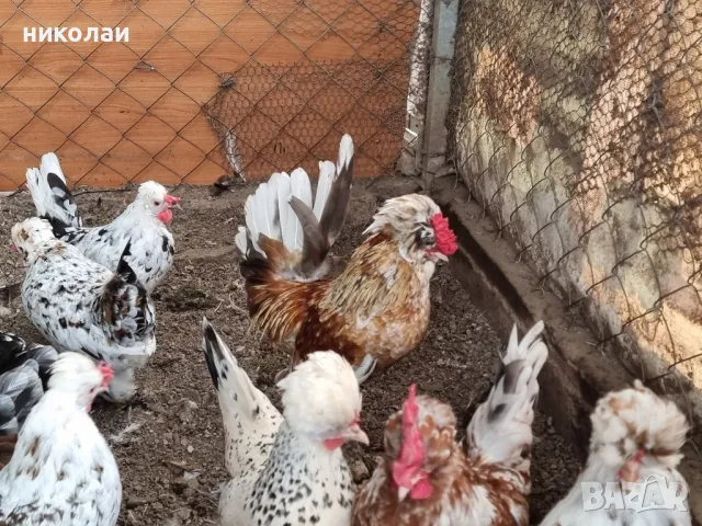 продавам яйца от бреговска джинка