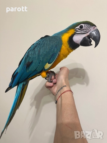 Ръчно хранена Синьо-жълта Ара