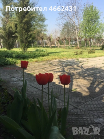 🏡 ПРОДАВА СЕ ХУБАВ ДВОР 2 ДКА с 2 КЪЩИ, снимка 8 - Къщи - 52849931