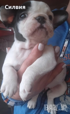 предлагам женски френски булдочита