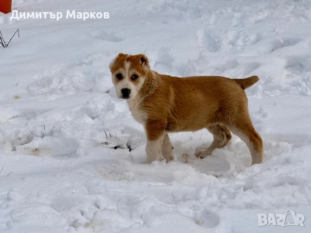 Кученца АЛАБАЙ(САО), снимка 2 - Алабай - 53439801