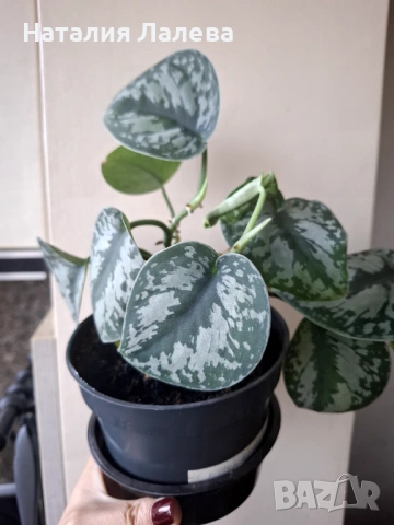 Сциндапсус, scindapsus Еxotika, снимка 2 - Стайни растения - 53294775