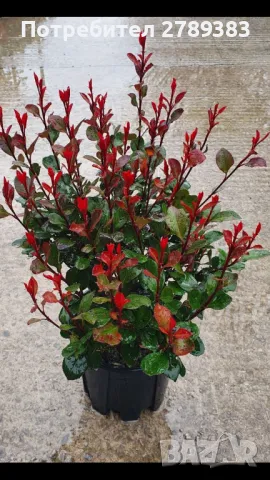 Фотиния 3 вида, снимка 6 - Градински цветя и растения - 40766433