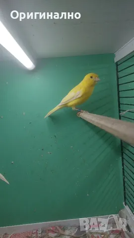 Амадини Канарчета , снимка 5 - Амадини - 49771329