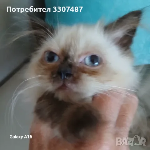 Коте порода Регдол, снимка 2 - Други - 54607291