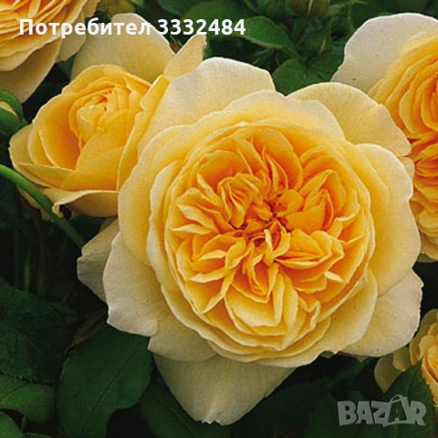Роза 17, снимка 2 - Градински цветя и растения - 36092463
