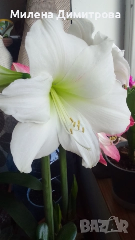 Амарилиси различни цветове , снимка 10 - Стайни растения - 52243503