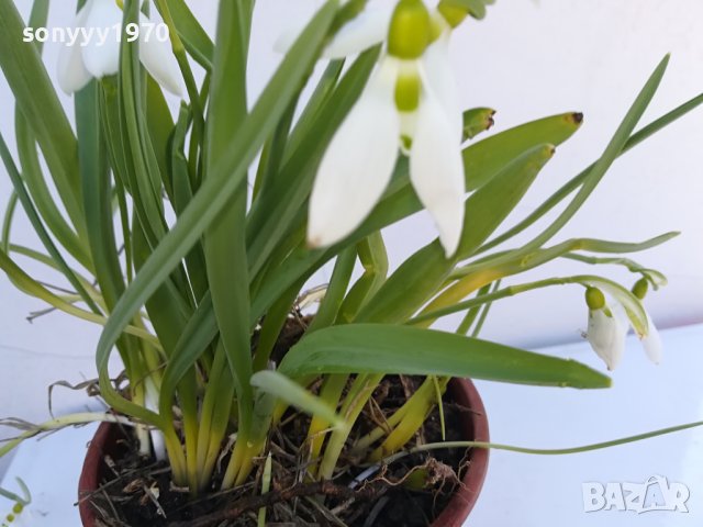 КОКИЧЕТА 2502241213