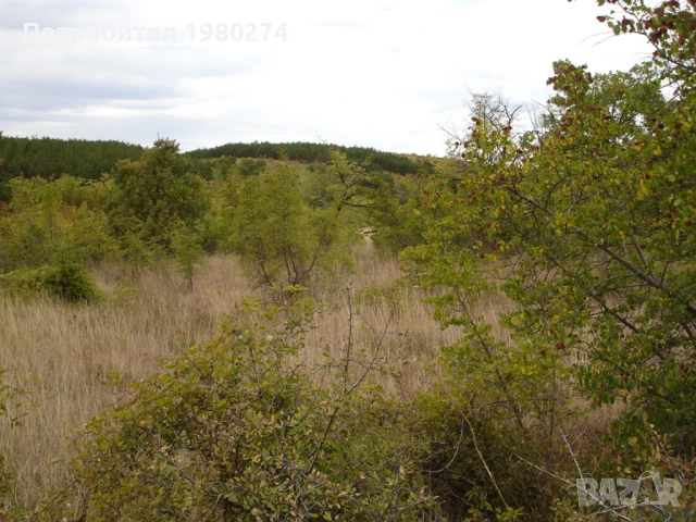 Земеделска земя 10,5 декара, 9 категория, снимка 13 - Земеделска земя - 50714759