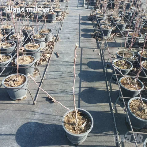 Магнолия Нигра, Magnolia ‘Nigra’, снимка 10 - Градински цветя и растения - 49260159