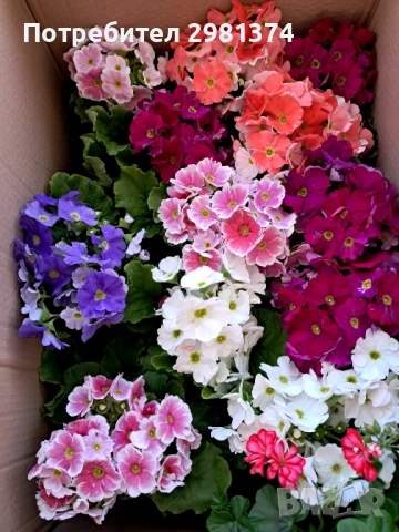 Примула(Стайна иглика), снимка 7 - Стайни растения - 53698710