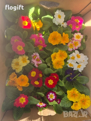 Иглика , снимка 5 - Градински цветя и растения - 53827015