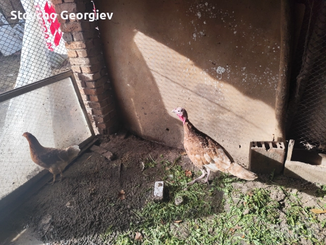 Пуйка за дамъзлък