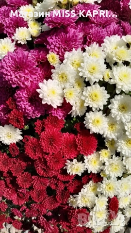 Кошници трицветна хризантема, снимка 7 - Градински цветя и растения - 52344319