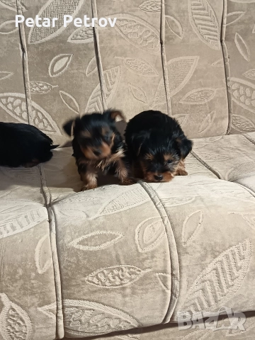 Йоркширски териер мини , снимка 15 - Йоркширски териер - 52933714