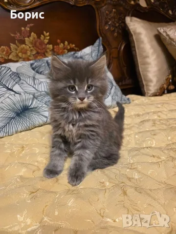 Мейн куун котета, снимка 2 - Мейн кун - 35075644
