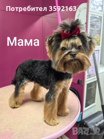 йоркширски териер , снимка 4 - Йоркширски териер - 52854959