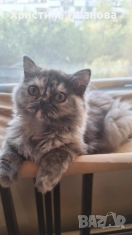 Британски котета , снимка 11 - Британска късокосместа - 53736554