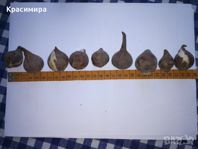 Продавам луковици за лалета, снимка 2 - Сортови семена и луковици - 51431623