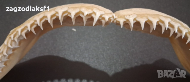 Челюст от "БИЧА АКУЛА" 100% Истинска Челюст 2, снимка 3 - Колекции - 52800215