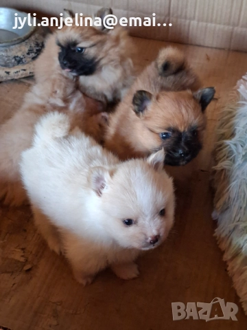 Померански шпиц, снимка 5 - Померан - 52675930