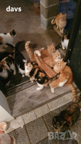 Дом за млади котета - остават сами на произвола на съдбата, снимка 18 - Други - 53050188