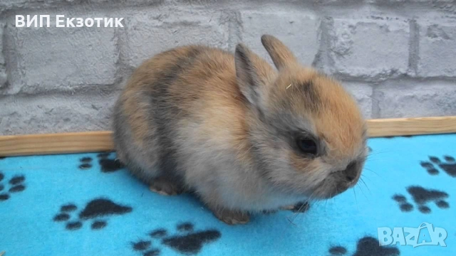 ПРОДАВА МИНИ ЗАЙЧЕТА, снимка 2 - Декоративни зайчета - 13246306