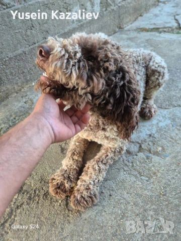 Продавам 3 кучета за трюфели, снимка 2 - Други - 53684557