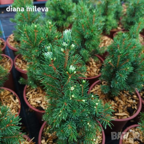 Канадски Смърч, Picea glauca Sanders Blue, снимка 1 - Градински цветя и растения - 40514435