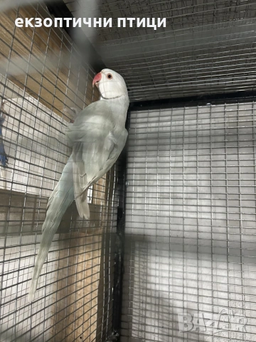 Продавам или Бартер , снимка 3 - Папагали - 53326194