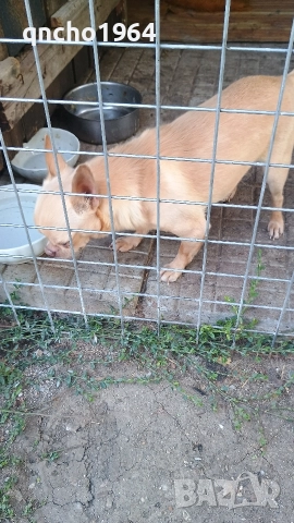 чихуахуа , снимка 4 - Чихуахуа - 52797683