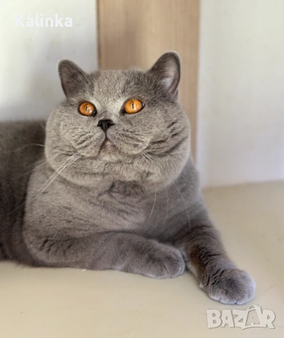 Чистокръвен мъжки британец за разплод, снимка 14 - Търси партньор - 41953795