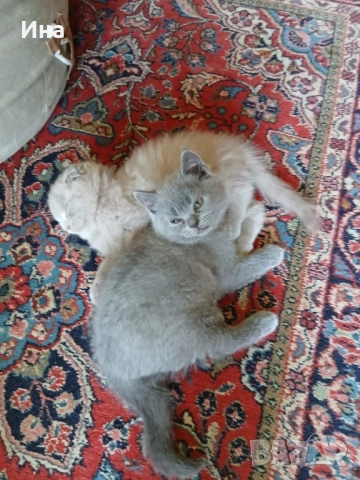 шотландски котки, снимка 11 - Други - 51869275