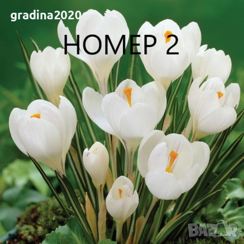 Минзухар - Луковици , снимка 2 - Разсади - 51517256