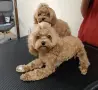 Малтипу момче Teacup / Maltipoo F1 / пудел Teddy mini тъкап, снимка 4
