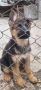 Чистокръвни немски овчарки, снимка 3