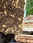 Пчелни отводки,рояци и пити с пило , снимка 1
