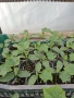 Разсад краставици, снимка 1
