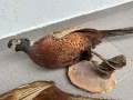 Препариран Фазан Фазани, снимка 3