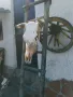 Череп на крава за украса на битови кътчета , снимка 2