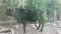 Женско теле за продан, снимка 2