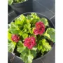 Geum 'Bohema Pink'Геум бохемско розово, снимка 1
