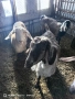 Англонубийски кози и пръч, снимка 11