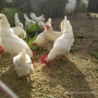 Петли бял легхорн!!, снимка 4