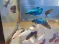 Аквариумни рибки , снимка 1