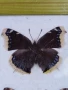 Пеперуди. Препарирани. Рамка. Естествени. Пеперуда , снимка 6