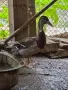 Мъжки диви патици, снимка 5
