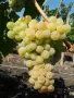 Продавам грозде за вино и ракия, снимка 1